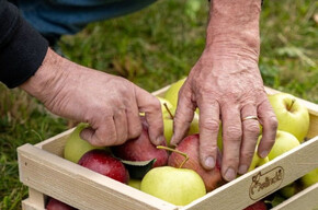 Apple harvest