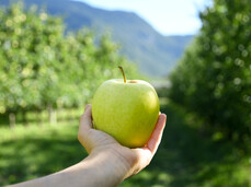 Apple harvest
