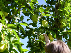 Apple harvest