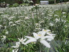 Edelweiss eco-wellness path