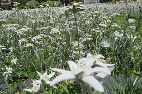 Edelweiss eco-wellness path