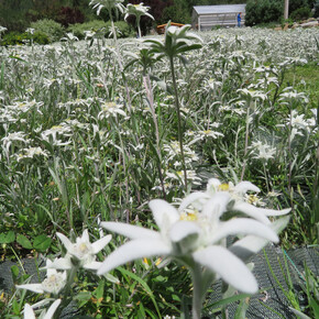 Edelweiss eco-wellness path