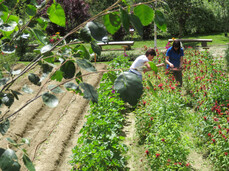 Edelweiss eco-wellness path