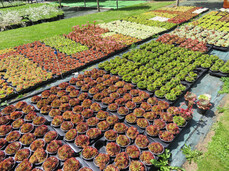 Edelweiss eco-wellness path