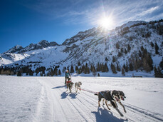 Dog Sledding