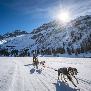 Dog Sledding