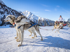 Dog Sledding