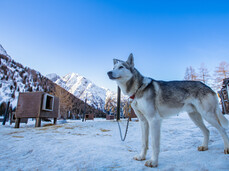 Dog Sledding