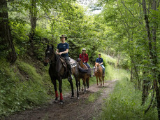 A horse as a friend