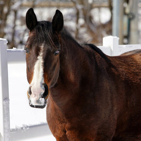 Ein Pferd als Freund