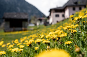 Zicoria Festival di Sole