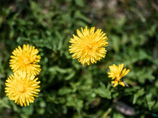 Zicoria FestiVal di Sole