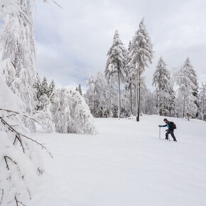 L'immagine mostra una persona che cammina sulla neve con bastoncini da trekking in una radura circondata da alberi coperti di neve. In primo piano ci sono rami innevati, mentre sullo sfondo si vedono alberi alti con una copertura nuvolosa nel cielo.