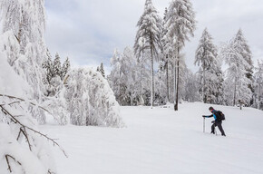 The image shows a person walking in the snow with trekking poles in a clearing surrounded by snow-covered trees. In the foreground are snow-covered branches, while in the background are tall trees with a cloud cover in the sky.