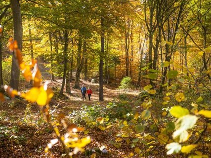 Foliage - Parco del Respiro