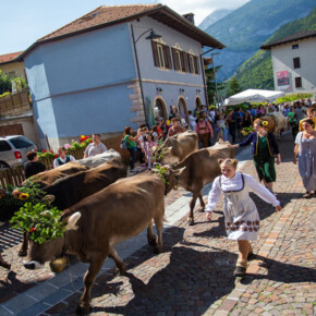 cows crossing the village followed by people