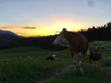 Sonnenaufgang Malga Zochi