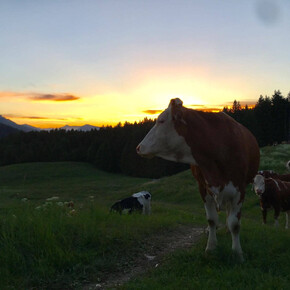 Sonnenaufgang Malga Zochi