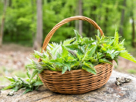 Primavera in Tesino - Scoprire e assaggiare i sapori della natura
