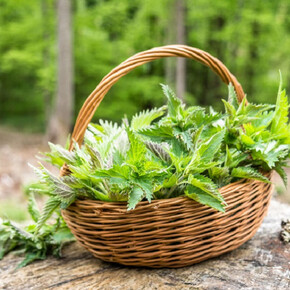 Primavera in Tesino - Scoprire e assaggiare i sapori della natura
