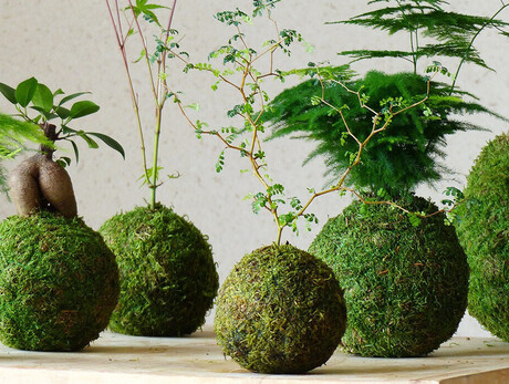Laboratorio di Kokedama