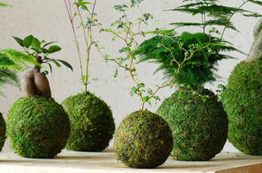 Laboratorio di Kokedama