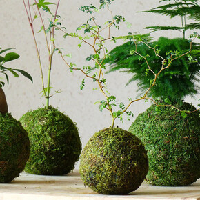 Laboratorio di Kokedama