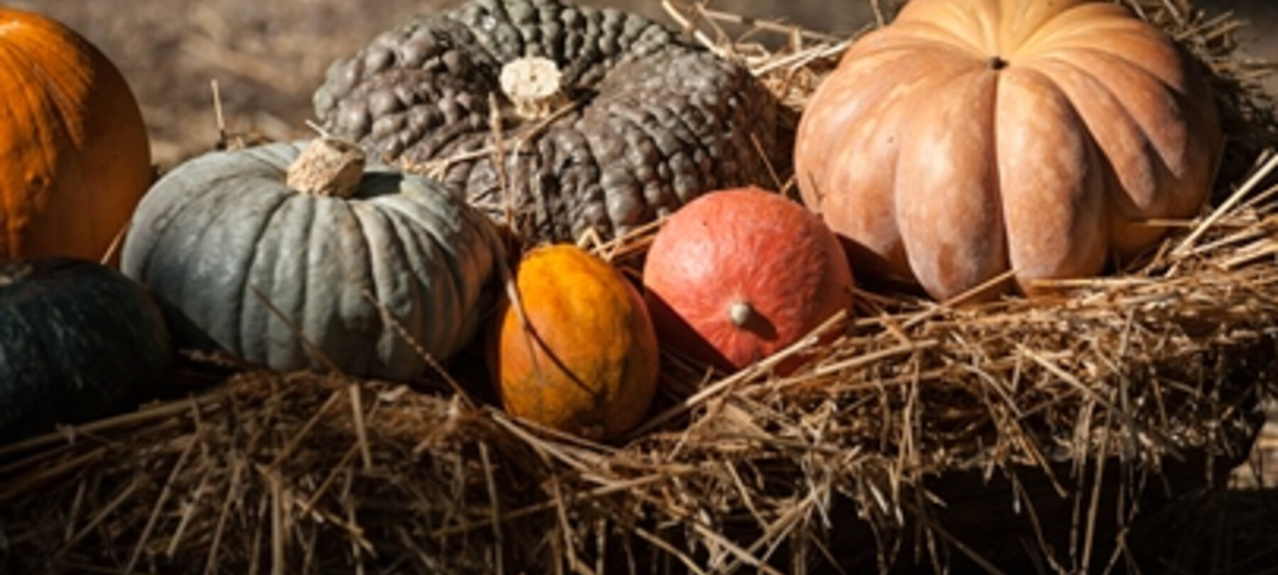 I colori e i sapori dell’autunno trentino
