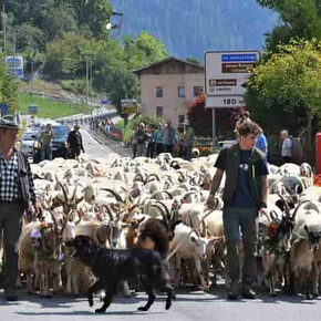 Festa della transumanza dal Lagorai al mare