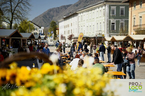 Bee and Honey Festival