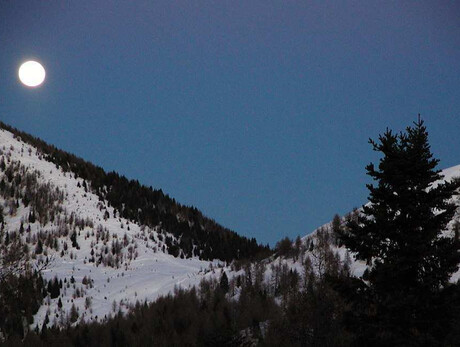 Il bosco di notte