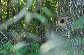 Lake Levico, a treasure of biodiversity