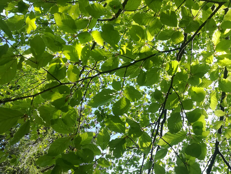 Walking among the trees and the water element