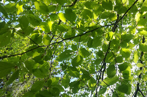 Walking among the trees and the water element