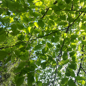 Walking among the trees and the water element