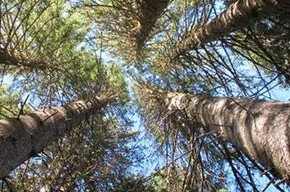 Atmung und Kontakt mit der Natur