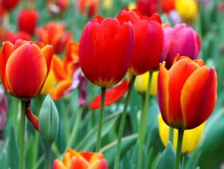 Tulipomania 5ª edizione