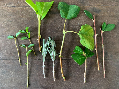 Vivere il parco | Laboratori di giardinaggio Vivere il parco | Laboratori di giardinaggio