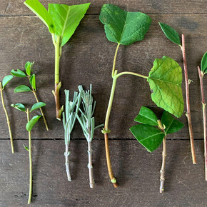 Vivere il parco | Laboratori di giardinaggio