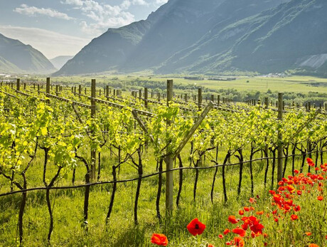  Wanderung durch die Weinberge von La Cadalora 