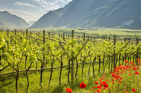  Wanderung durch die Weinberge von La Cadalora 