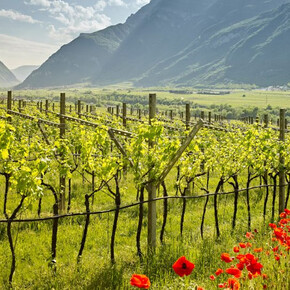  Wanderung durch die Weinberge von La Cadalora 