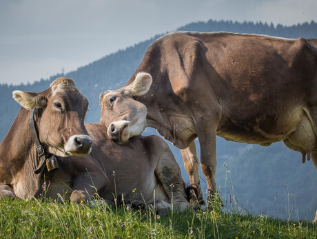  Adotta una mucca 