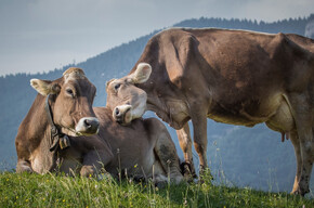  Adotta una mucca 