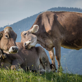  Adotta una mucca 