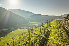  Einheimische Weinreben entdecken 