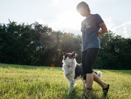  Dog trekking in nature 