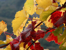  Der ausgezeichnete Weinberg 