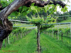  Besuch zum Weinhersteller 