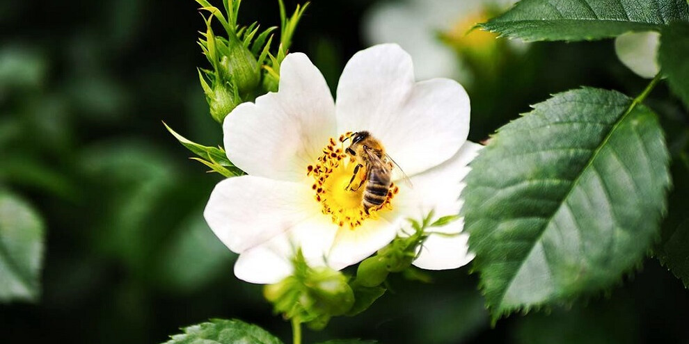 Una mattina con l'ape Maia